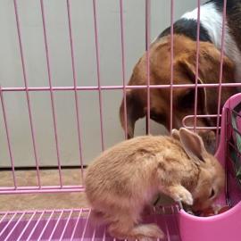 天津?qū)櫸锛彝ナ郊酿B(yǎng) 不關(guān)籠子，優(yōu)質(zhì)食品用品全保障